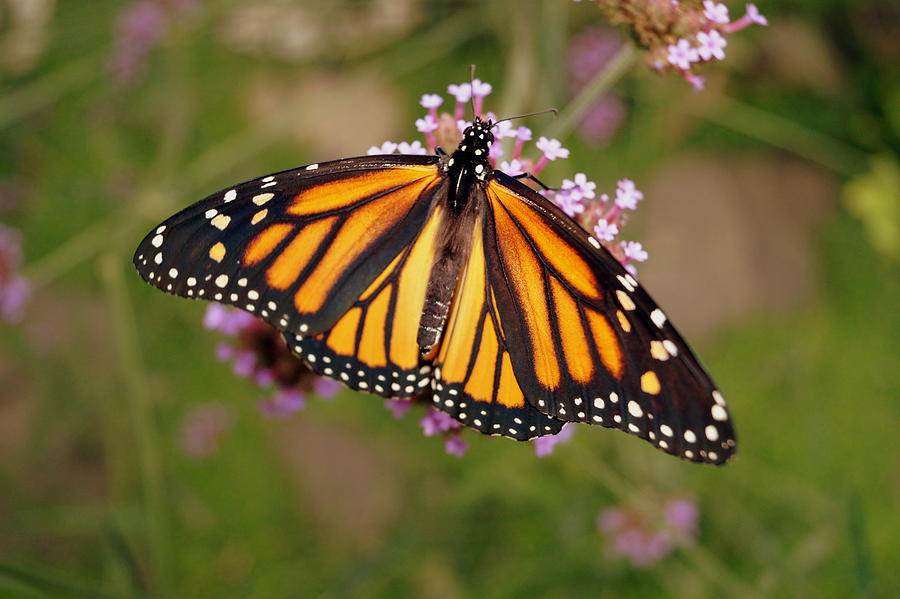 Monarch butterfly Photograph by Beth Collins