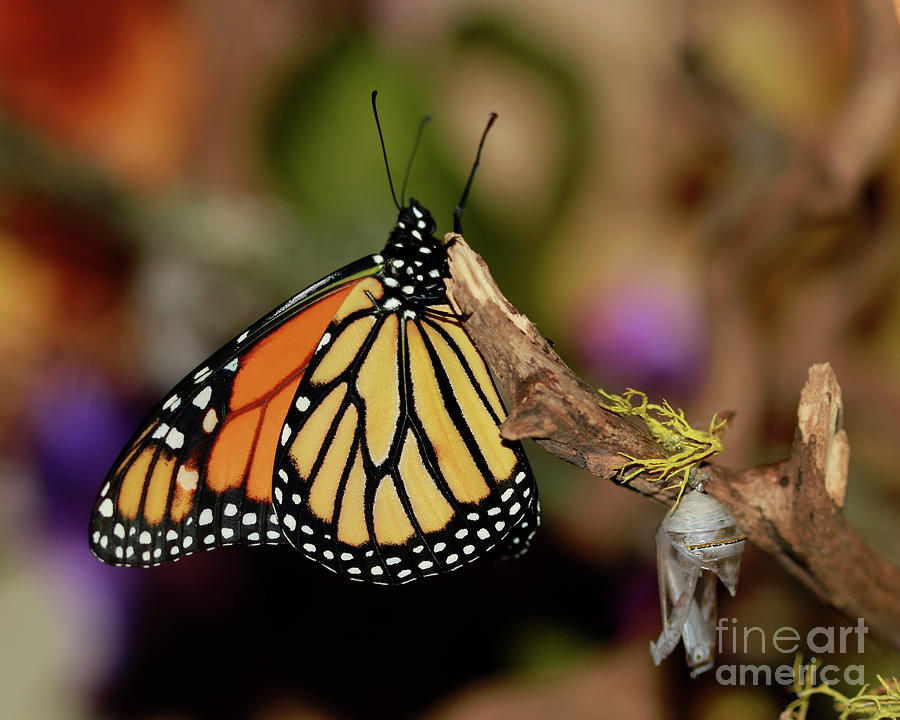 Monarch Butterfly Birth Photograph by Luana K Perez