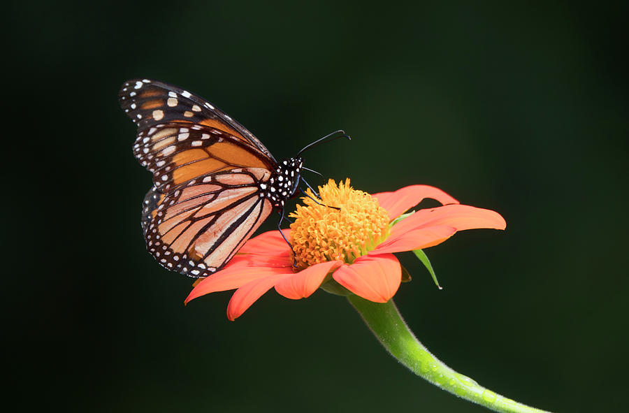 Monarch Butterfly Black Background Photograph