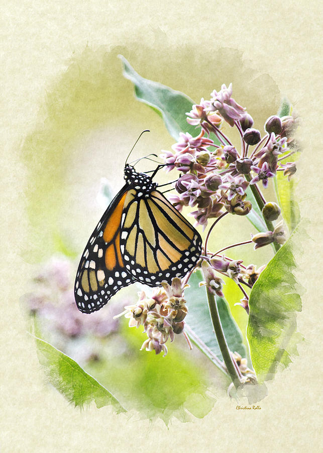 Monarch Butterfly Note Card Mixed Media by Christina Rollo