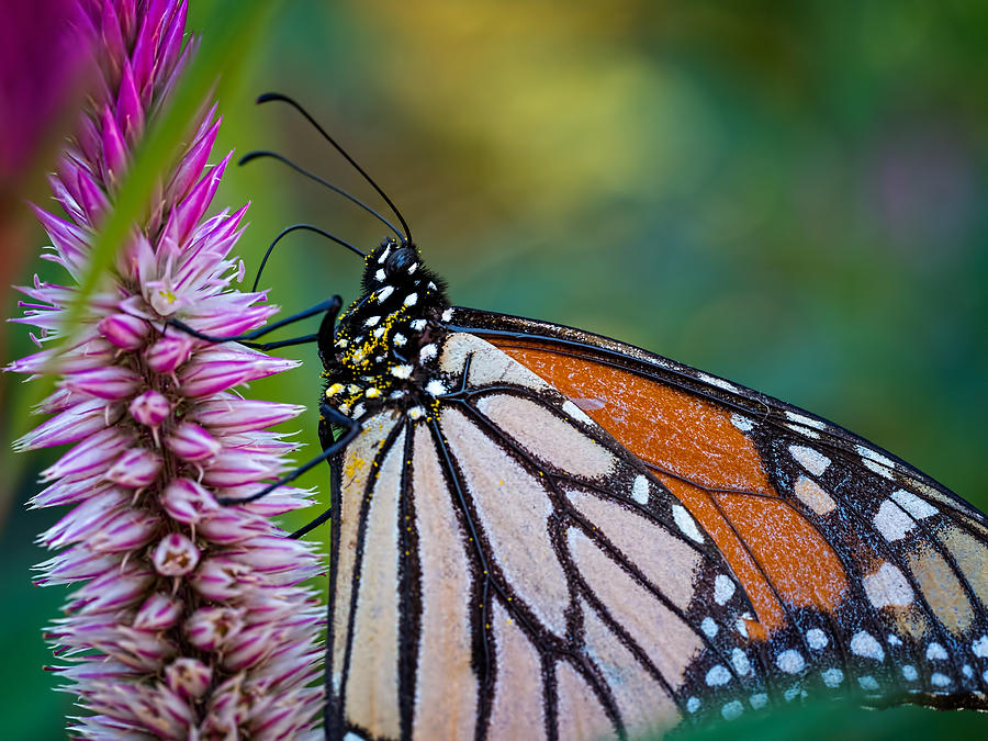 Monarch Butterfly Photograph by Brad Boland