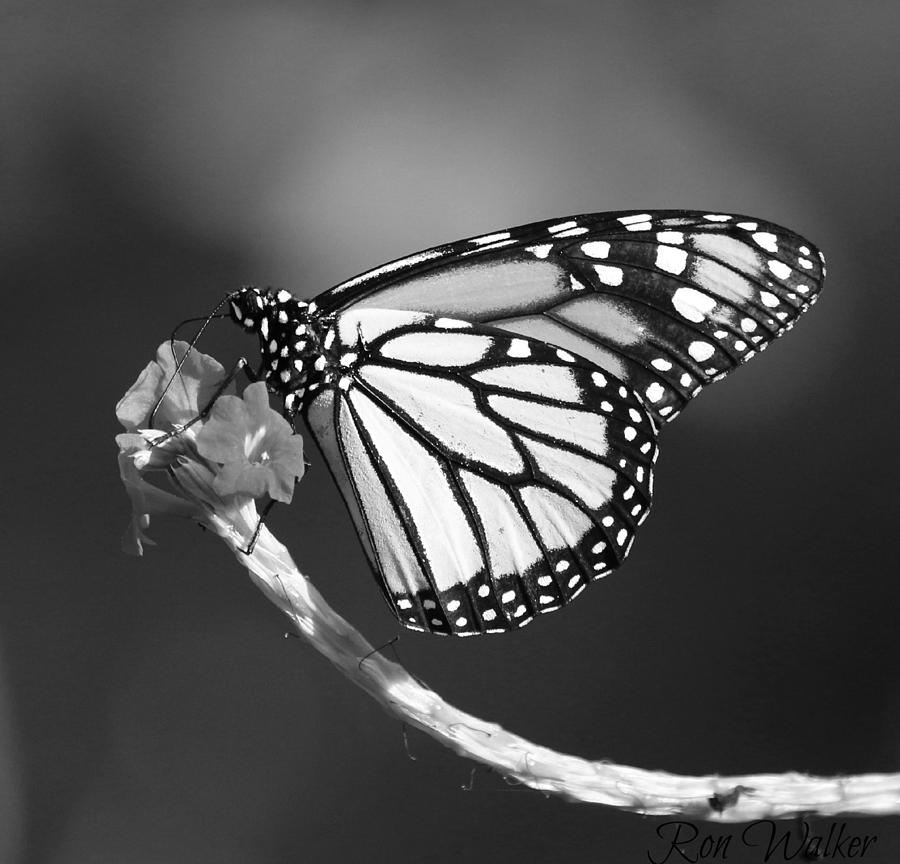 real butterfly black and white