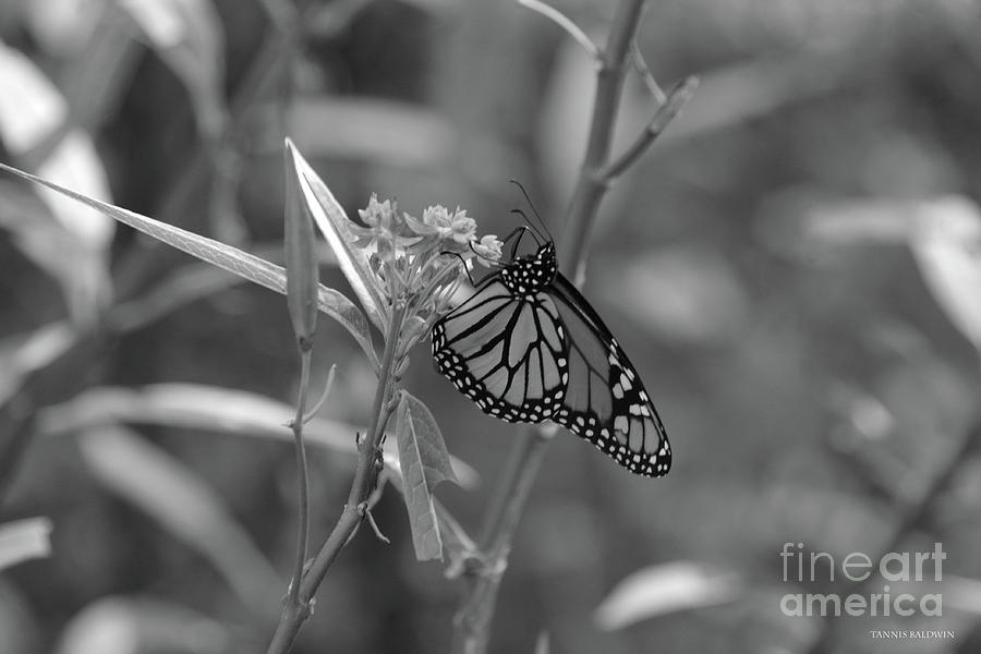 Monarch Butterfly-BW Photograph by Tannis Baldwin