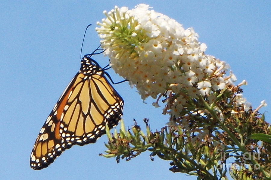 Monarch Butterfly Photograph by CAC Graphics