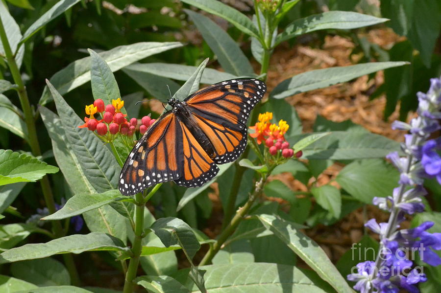 Monarch Butterfly Photograph by Carol  Bradley