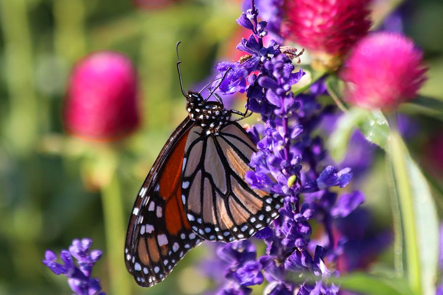 Monarch Butterfly  Photograph by Carol Montoya
