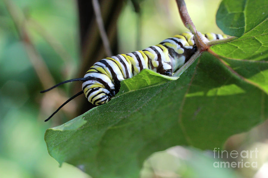 Monarch Butterfly Caterpillar eating milkweed leaf Photograph by Adam Long