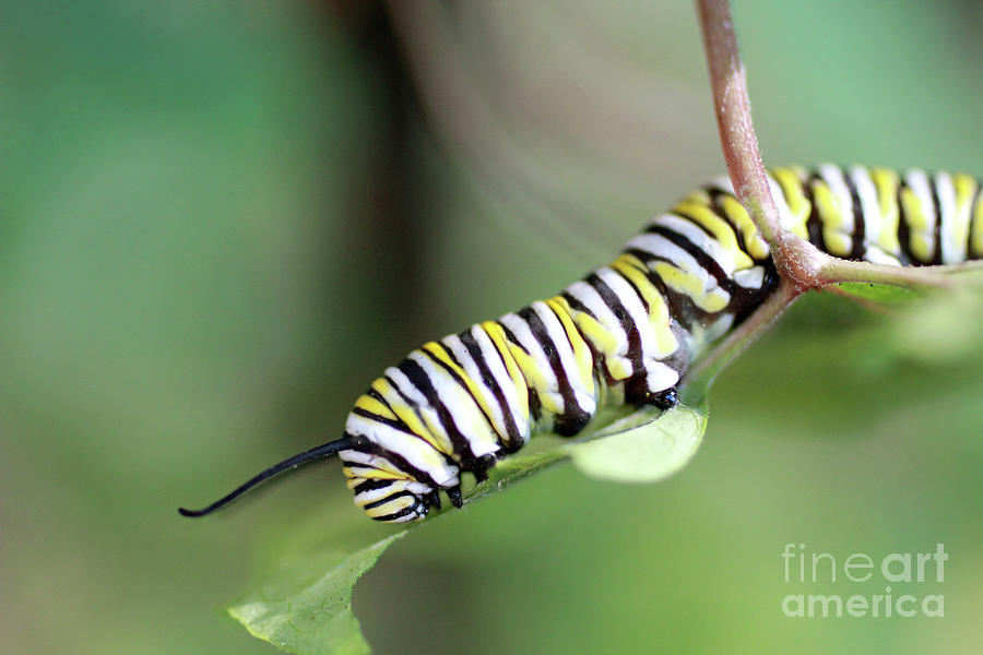 Monarch Butterfly Caterpillar eats a leaf Photograph by Adam Long