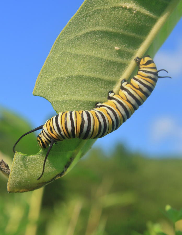 Monarch Butterfly Caterpillar Photograph by John Burk