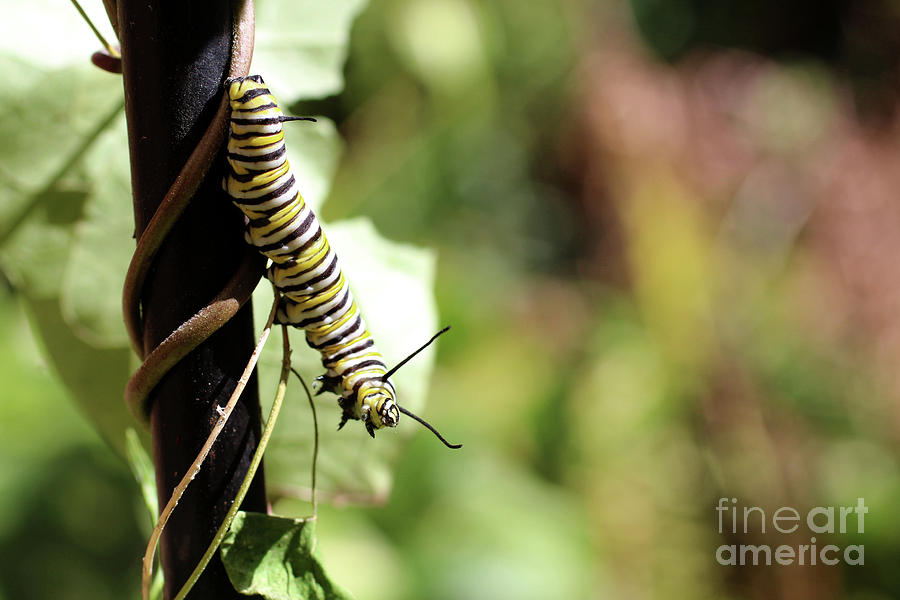 Monarch Butterfly Caterpillar looking at you Photograph by Adam Long