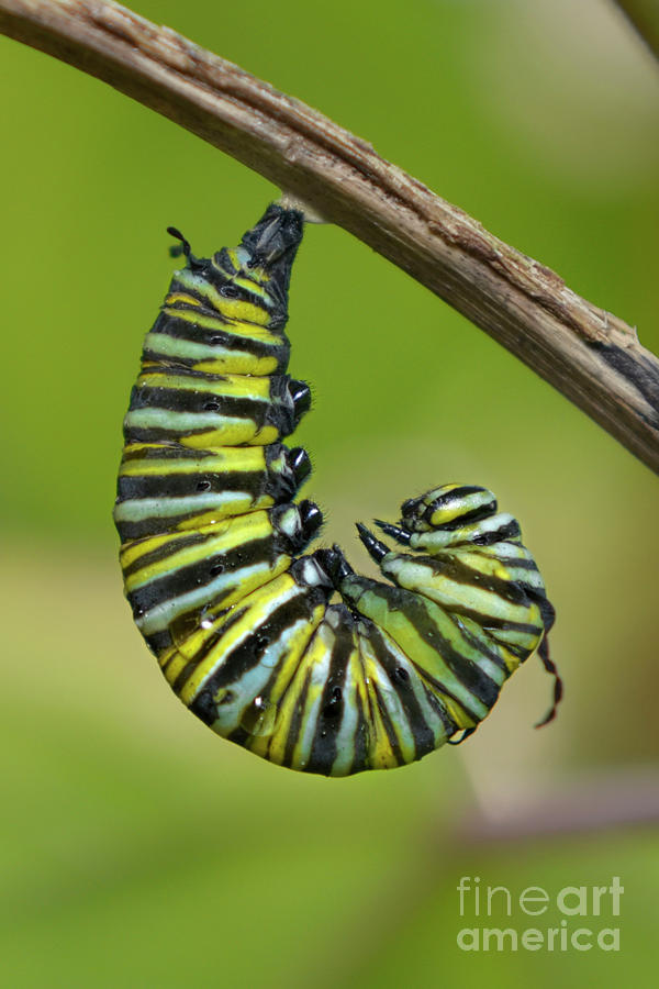Monarch Butterfly Caterpillar Ready To Pupate Photograph by Olga Hamilton