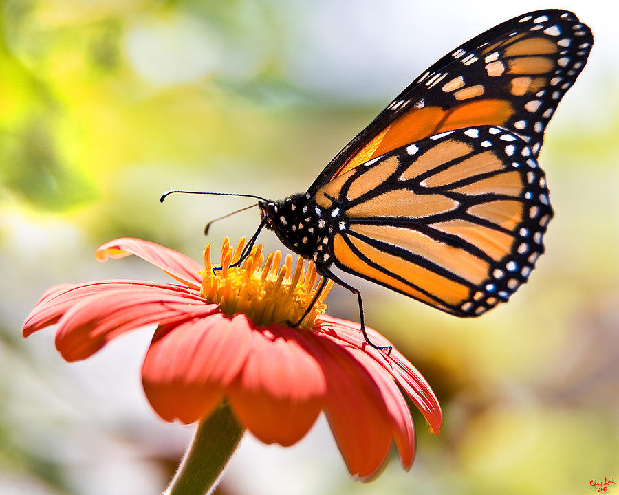 Monarch Butterfly Photograph by Chris Lord