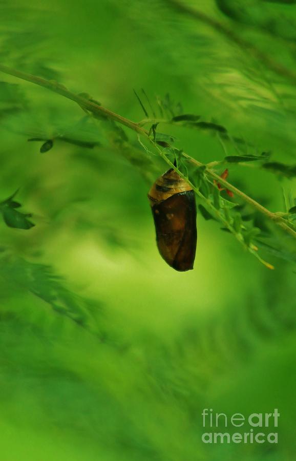 Monarch Butterfly Chrysalis Photograph by Craig Wood