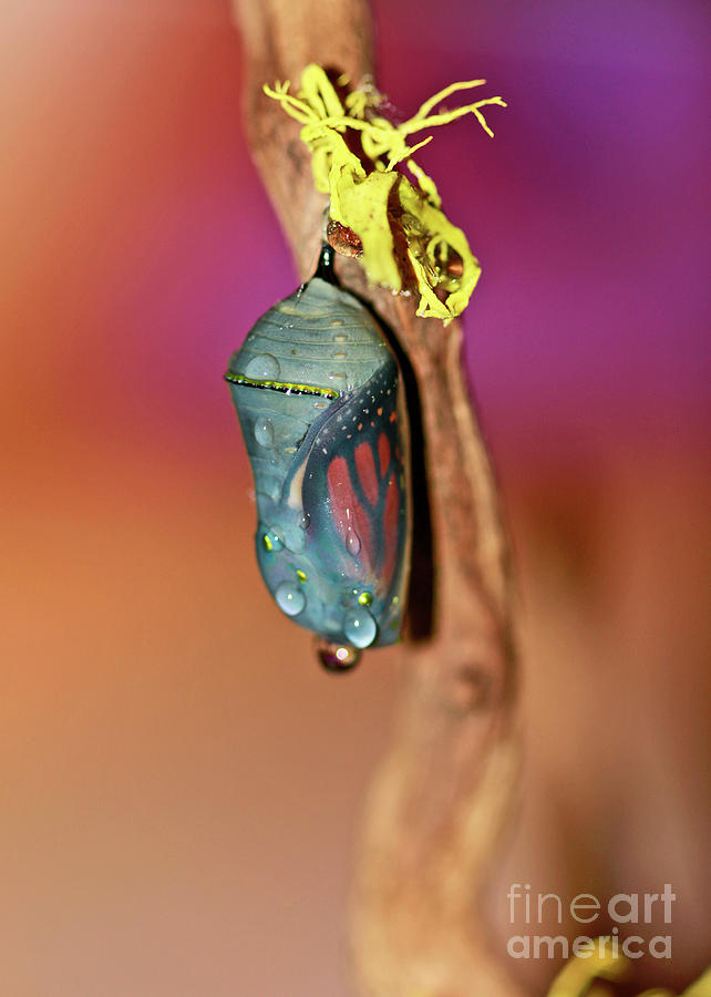 Monarch Butterfly Chrysalis Photograph by Luana K Perez