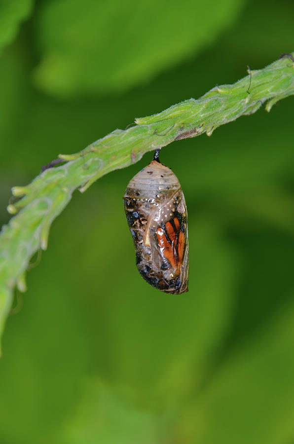 Monarch Butterfly Chrysalis Showing a Wing Photograph by Artful Imagery