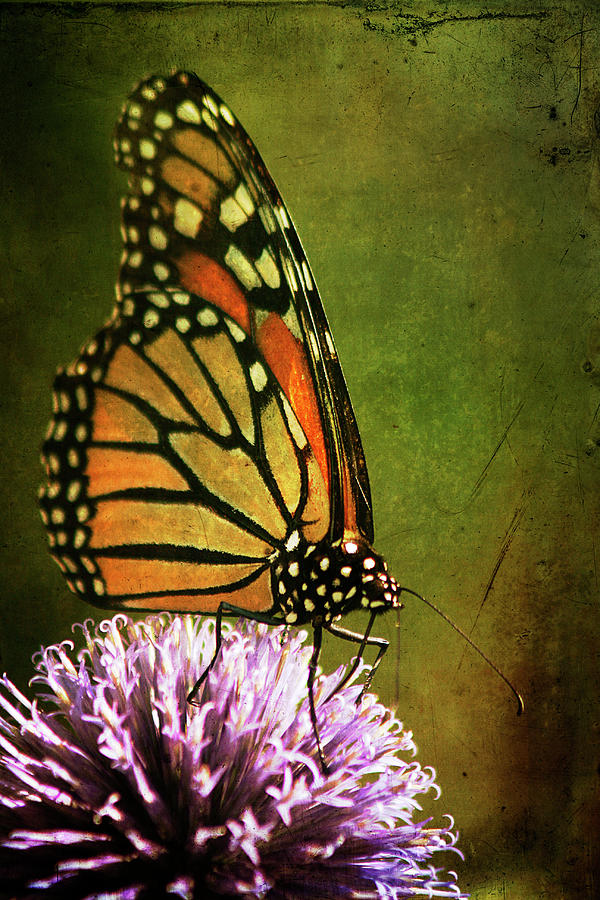 Monarch Butterfly Photograph by Cindi Ressler