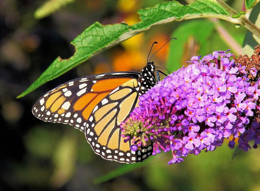 Monarch Butterfly Photograph by Cindy Snider - Fine Art America