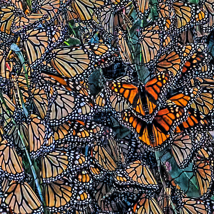 Monarch Butterfly Cling Cluster Photograph by Leslie Reagan - Joy To ...