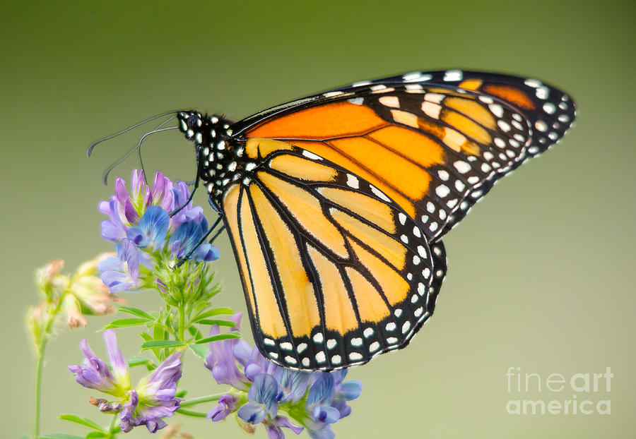 Monarch Butterfly Close up Photograph by Cheryl Baxter