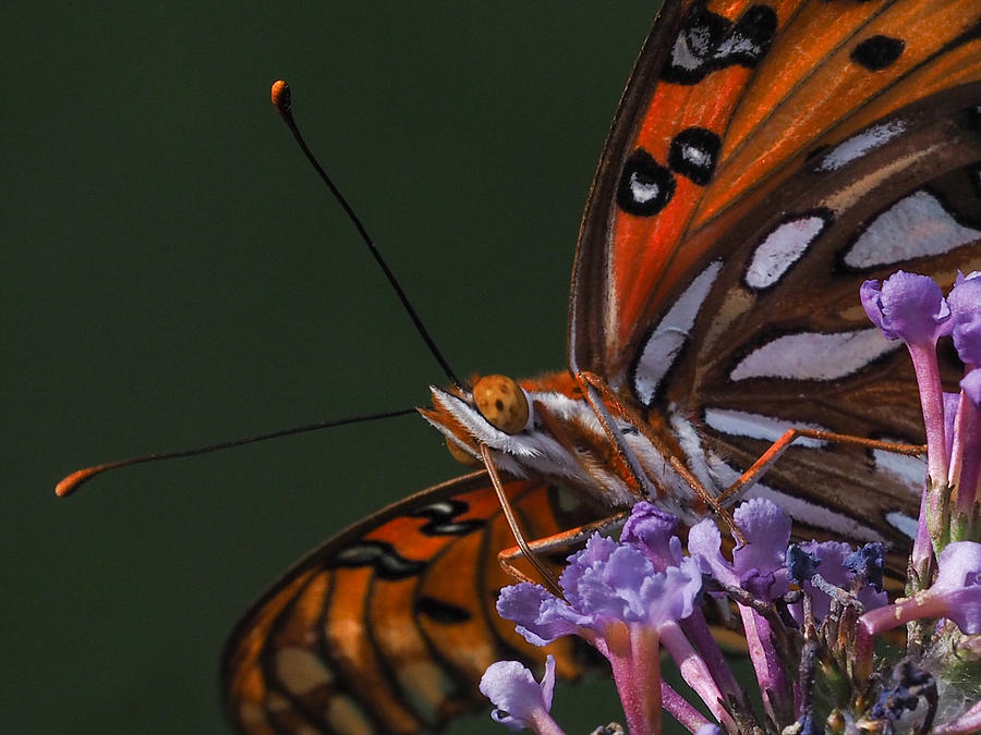 Monarch Butterfly Closeup Photograph by Paula Ponath