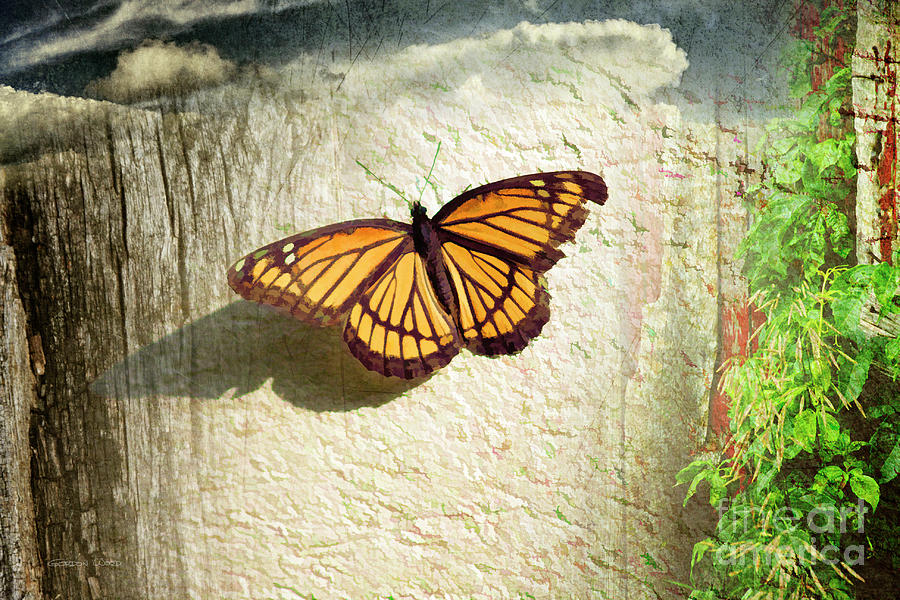 Monarch Butterfly Composite by Gordon Wood Monarch Butterfly Composite by Gordon Wood