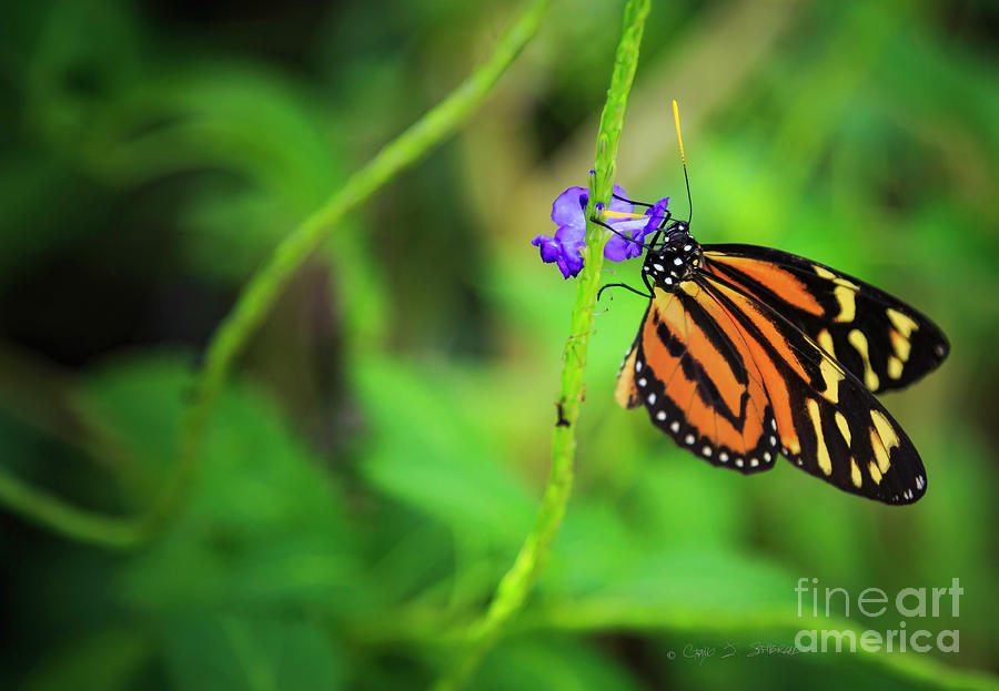 Monarch Butterfly Photograph by Craig J Satterlee