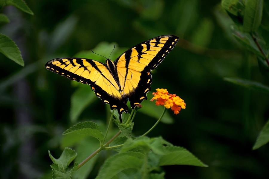 Monarch Butterfly Photograph by Crystal Scott - Fine Art America