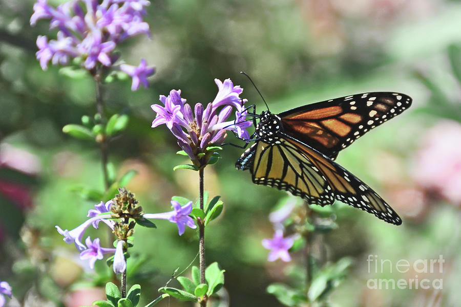 Monarch Butterfly Photograph by Debby Pueschel