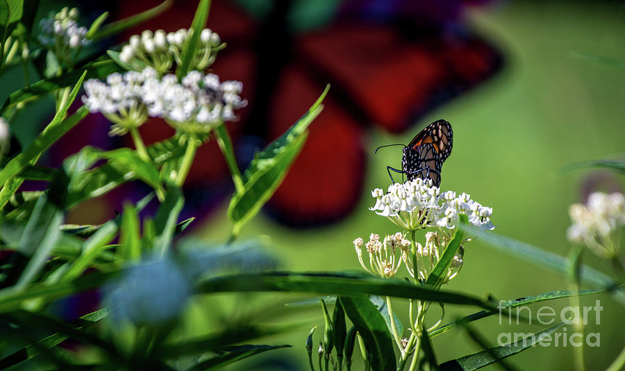 Monarch Butterfly Photograph by Deborah Klubertanz