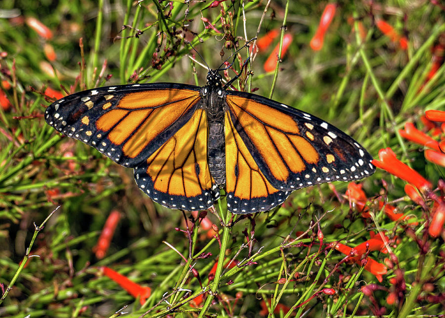 Monarch Butterfly Photograph by Dennis Dugan
