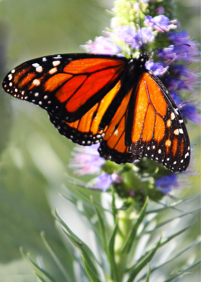 Monarch Butterfly Photograph by Diana Haronis