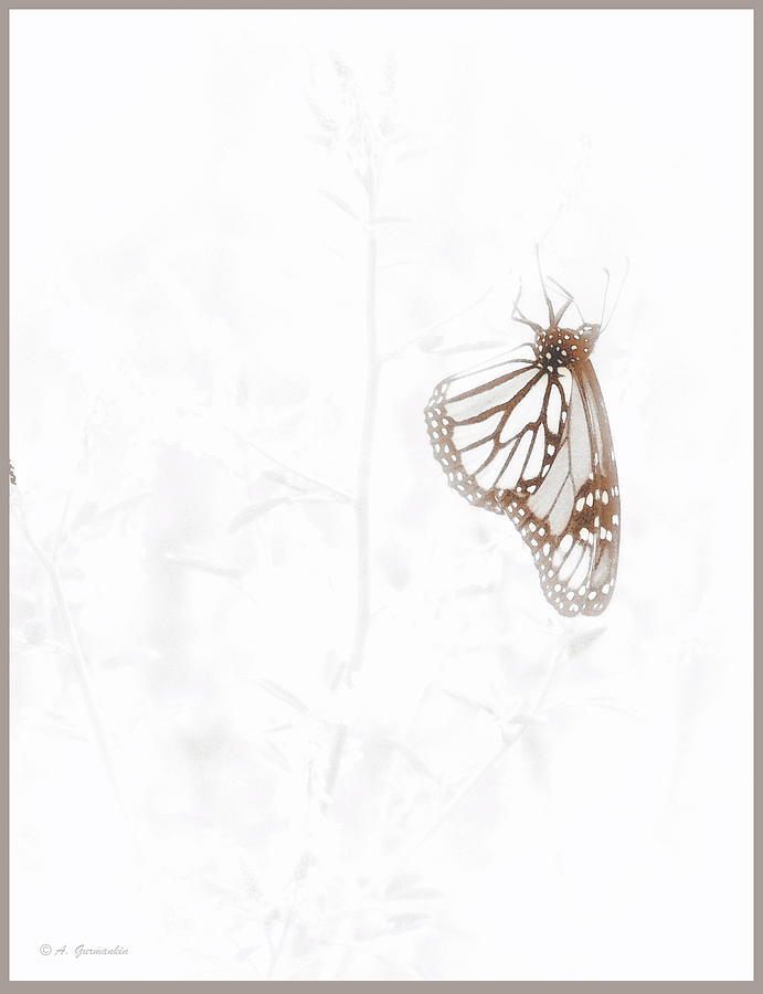 Monarch Butterfly, Digital Art Photograph by A Macarthur Gurmankin