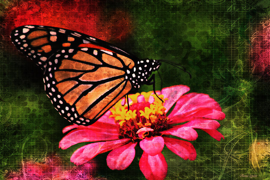 Monarch Butterfly Dreamer Photograph by Anna Louise