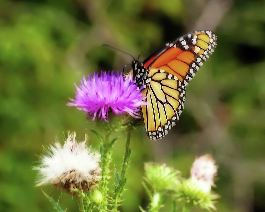 Monarch Butterfly Dreams Photograph by Lara Ellis