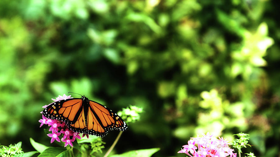 Monarch Butterfly Photograph by Ed Peterson
