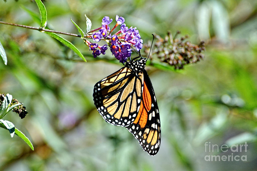 Monarch Butterfly Photograph by Edward Sobuta