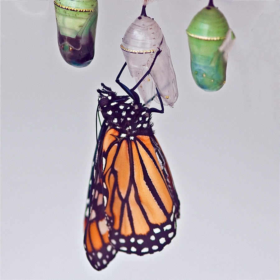 Monarch Butterfly Emerged From Chrysalis Photograph by William Bitman