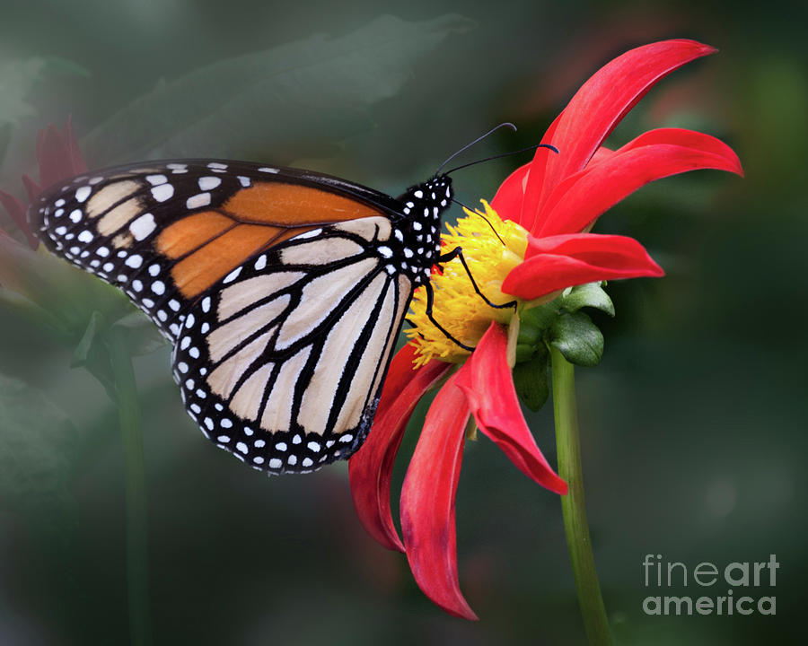 Monarch  Butterfly Enjoying a Dahlia Photograph by Ann Jacobson