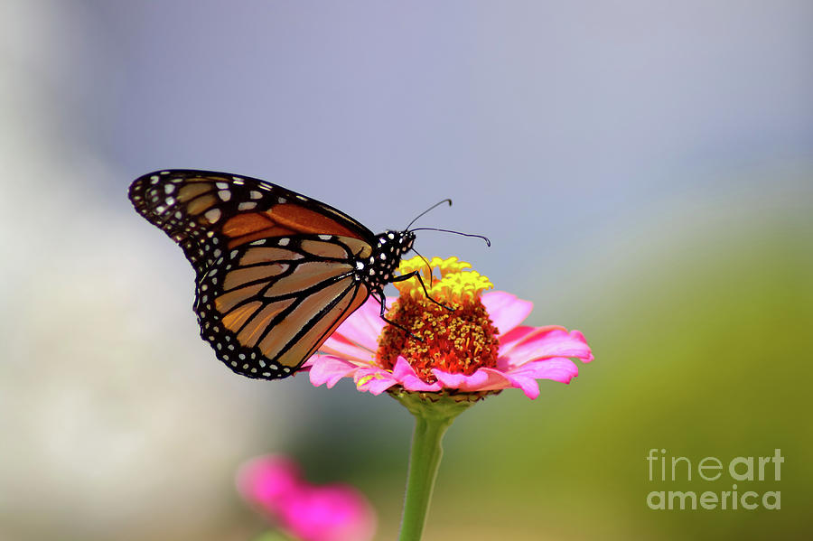 Monarch Butterfly Extracting Nectar from a Pink Zinnia Photograph by Susan Vineyard