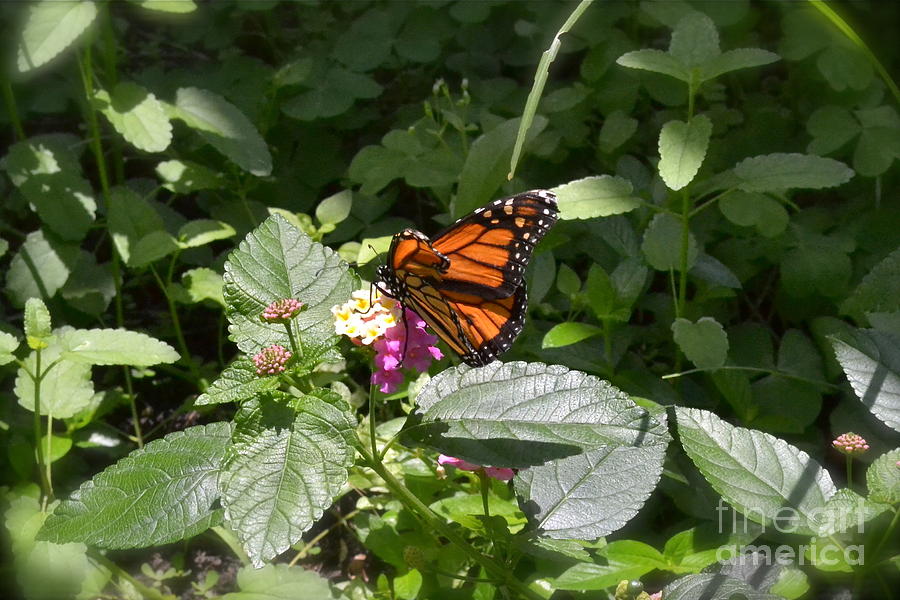 Monarch Butterfly Feeding Photograph by Carol  Bradley