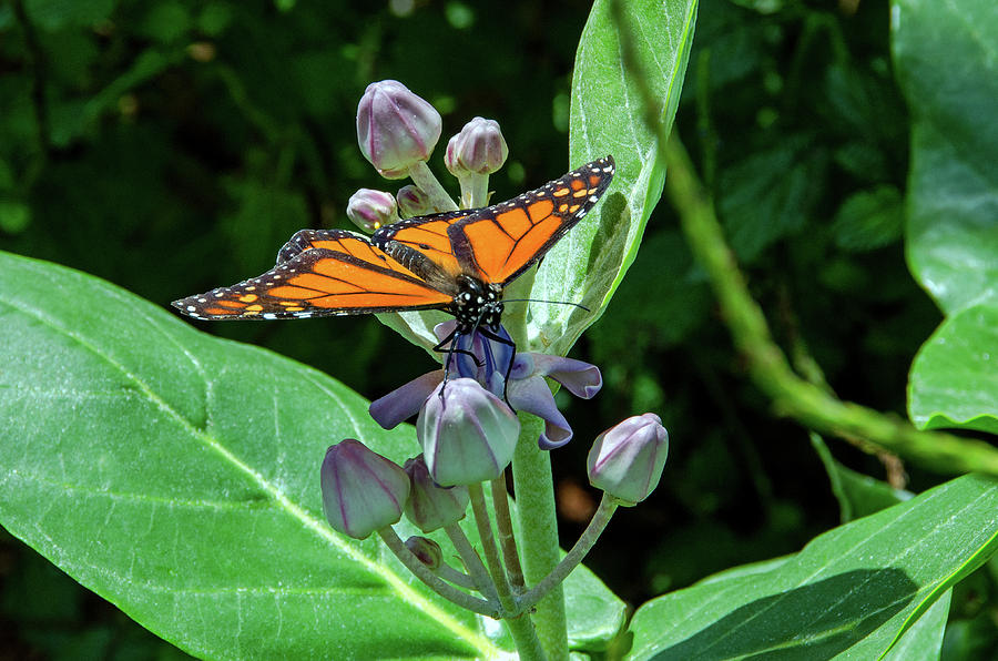 Butterfly Photograph - Monarch Butterfly Feeding by John Dreyer