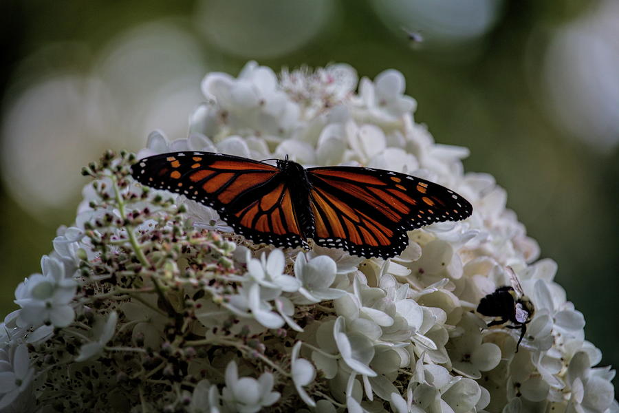 Up Movie Photograph - Monarch Butterfly Feeding On Hydrangea Tree by Dale Kauzlaric