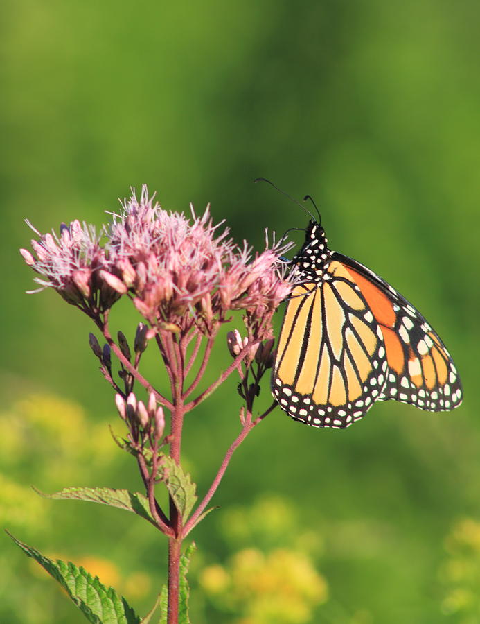 Monarch Butterfly Feeding on Joe Pye Weed Photograph by John Burk