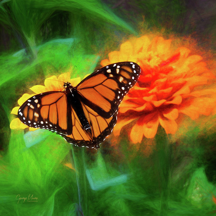 Monarch Butterfly Flower Photograph by George Moore - Fine Art America