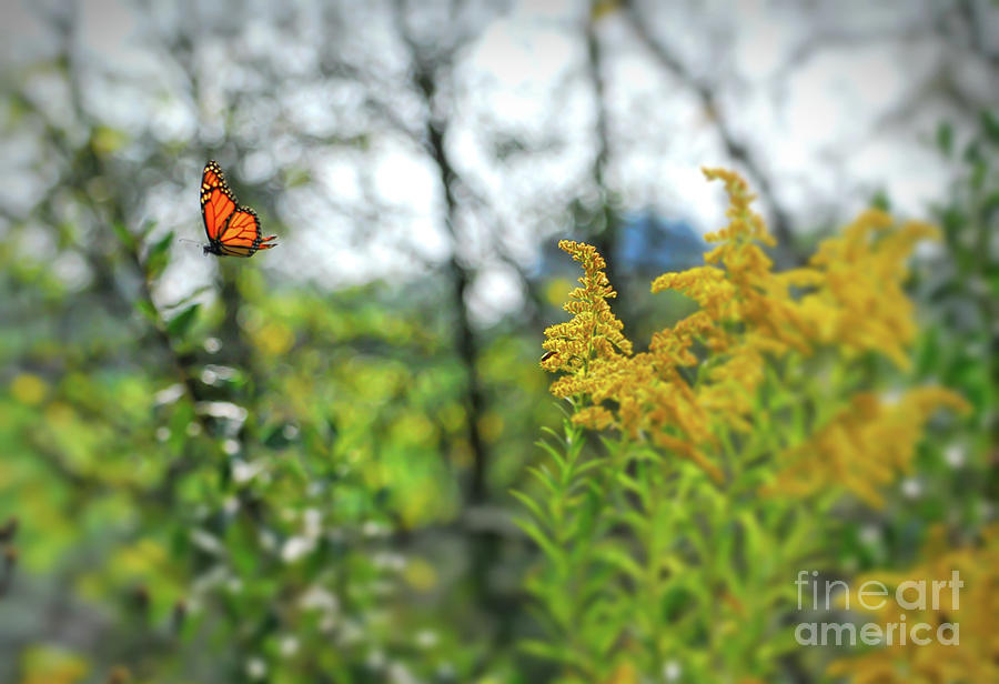 Monarch Butterfly Flyaway Photograph by Kerri Farley