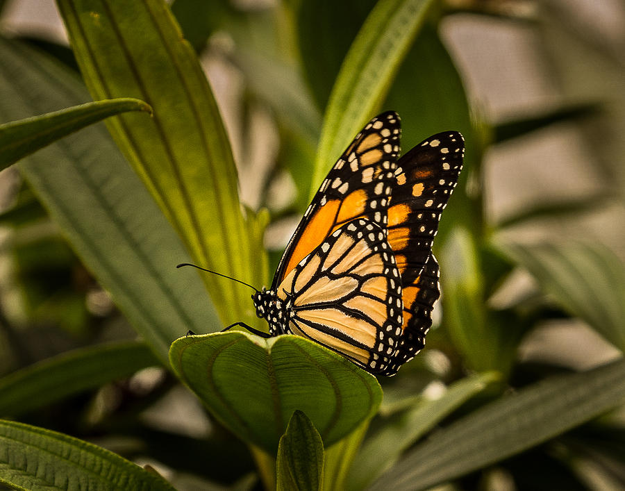 Monarch Butterfly Photograph by Frank Fernino