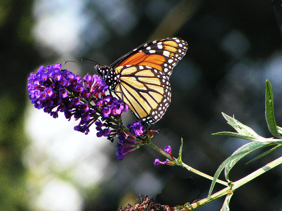 Butterfly Photograph - Monarch Butterfly Fresco by Margie Avellino