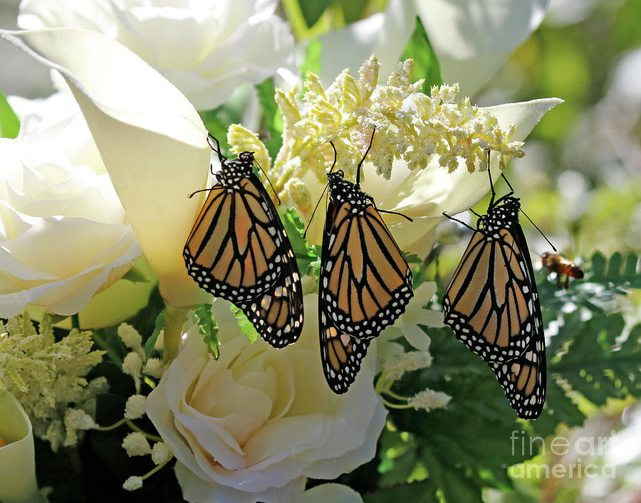 Monarch Butterfly Garden  Photograph by Luana K Perez