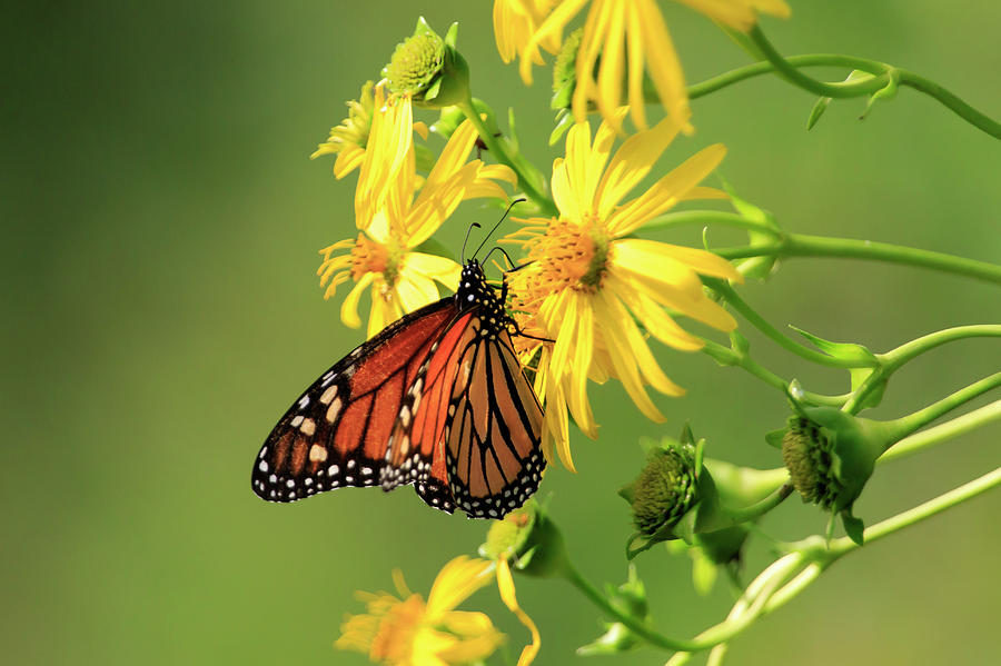 Monarch Butterfly Photograph by Gary Hall