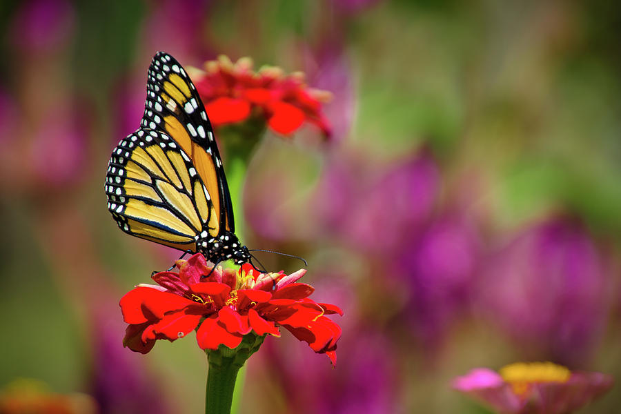 Monarch Butterfly, Gorman Heritage Farm North of Cincinnati OH ...